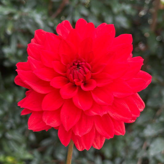 Red Pygme Dahlia Tuber