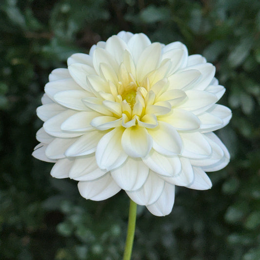 White Onesta Dahlia Tuber