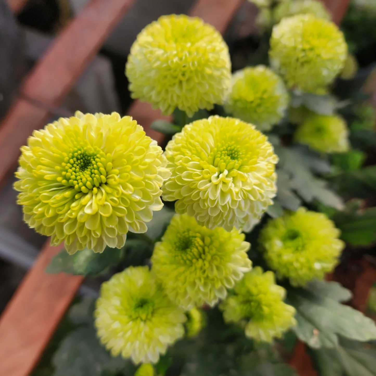 Feeling Green Heirloom Chrysanthemum (Available 2028)