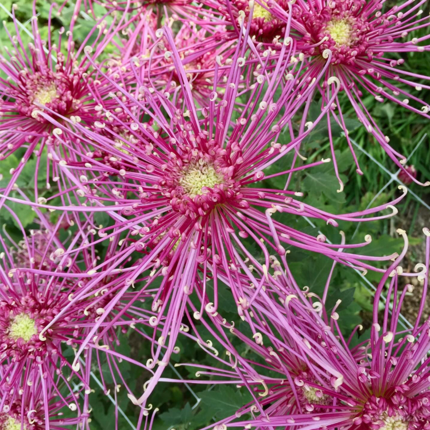 Fleur De Lis Heirloom Chrysanthemum (Available 2028)