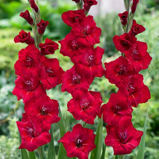 Red gladiolus flowers Flevo Shine Bulbs