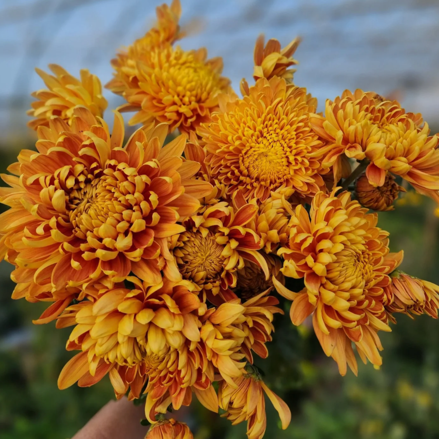 George Couchman Heirloom Chrysanthemum (Available 2028)