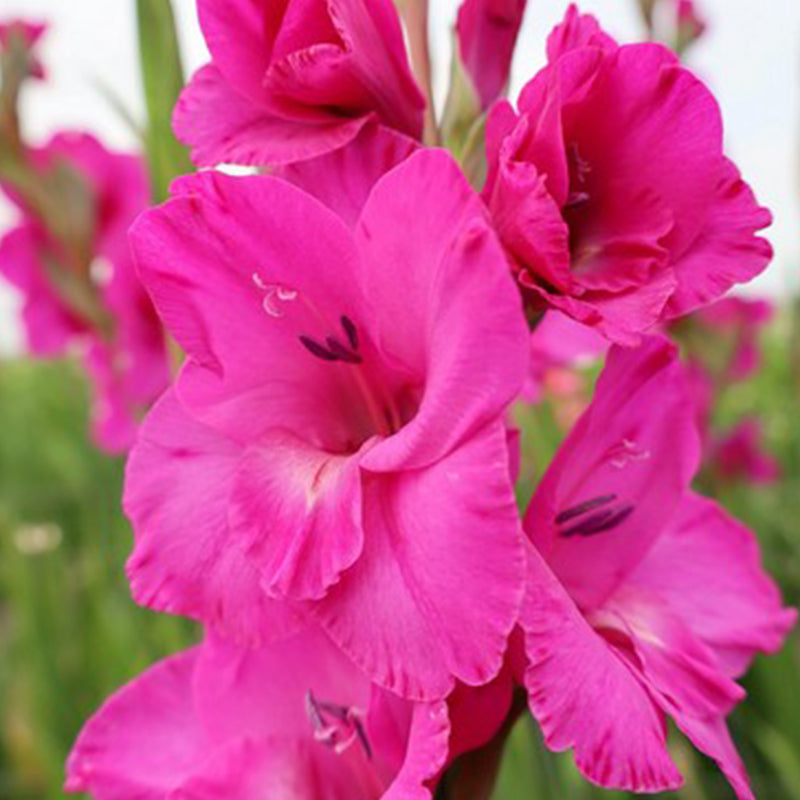 Gladiolus (Pack of 12) Sword Lily