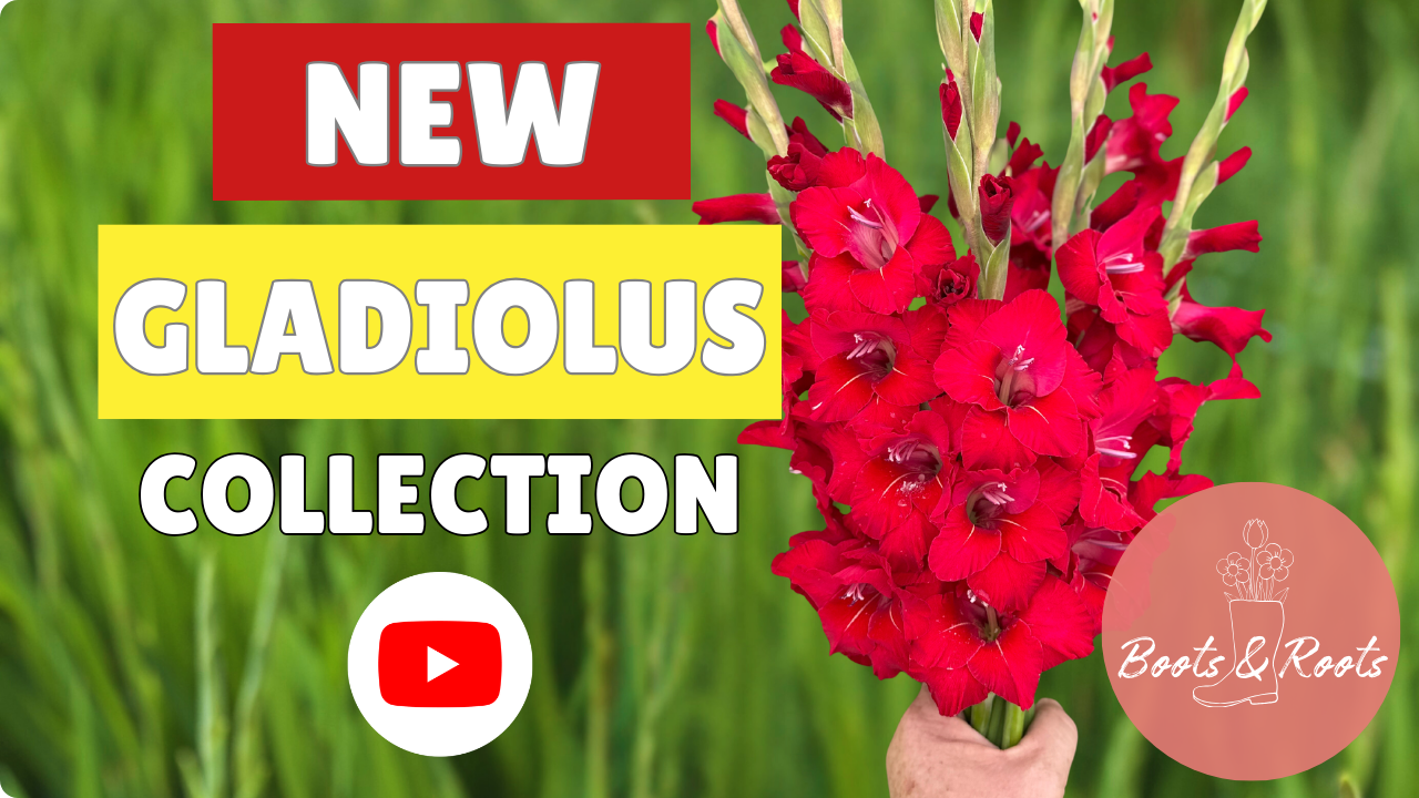Load video: Gladiolus Collection, where you can explore our range of South African-grown gladiolus cormsthrough real-life footage filmed right here in my field. This video gives you a closer look at the different gladiolus varieties growing naturally outdoors, so you can see their colour, height, and beauty in a real growing environment before choosing your favourites.