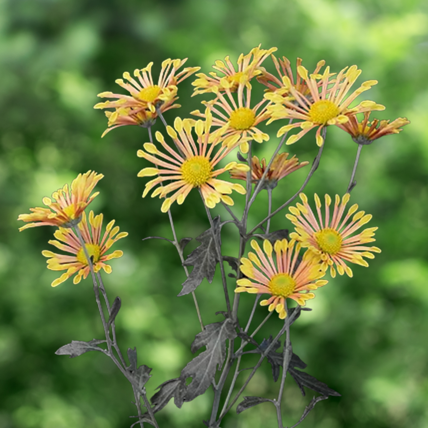 Golden Pinwheel Heirloom Chrysanthemum (Available 2028)