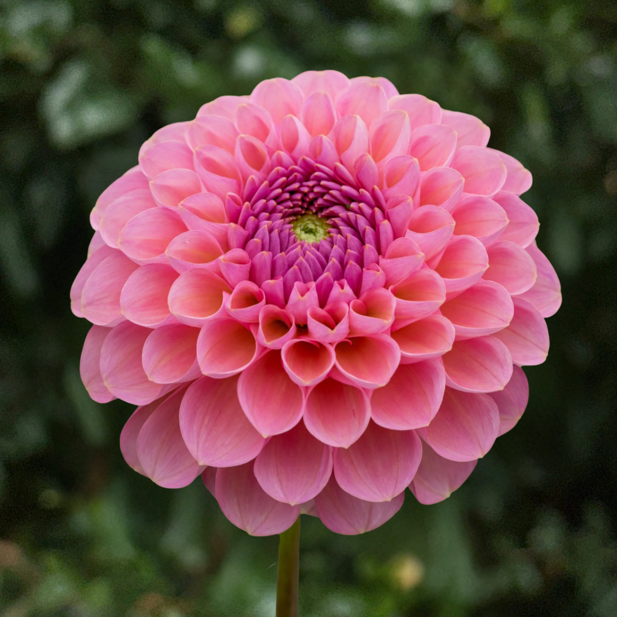 Hamari Rose Dahlia Tuber | South Africa