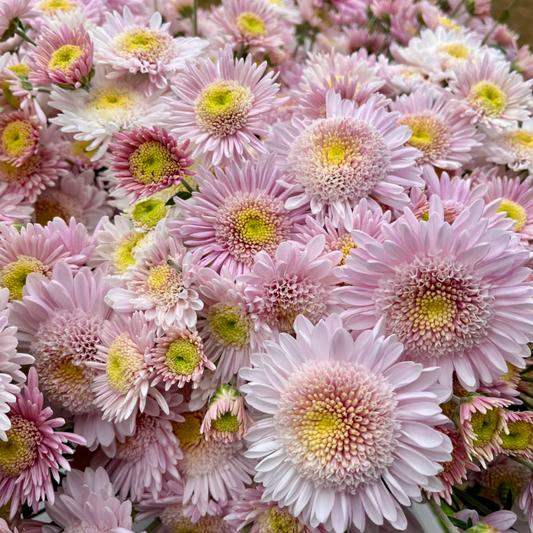 Harry Anderton Heirloom Chrysanthemum (Available 2028)