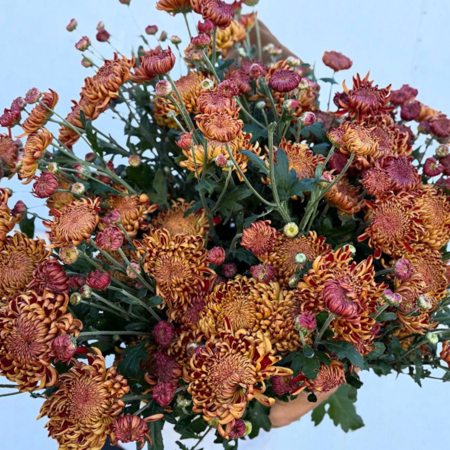 Heather James Heirloom Chrysanthemum (Available 2028)