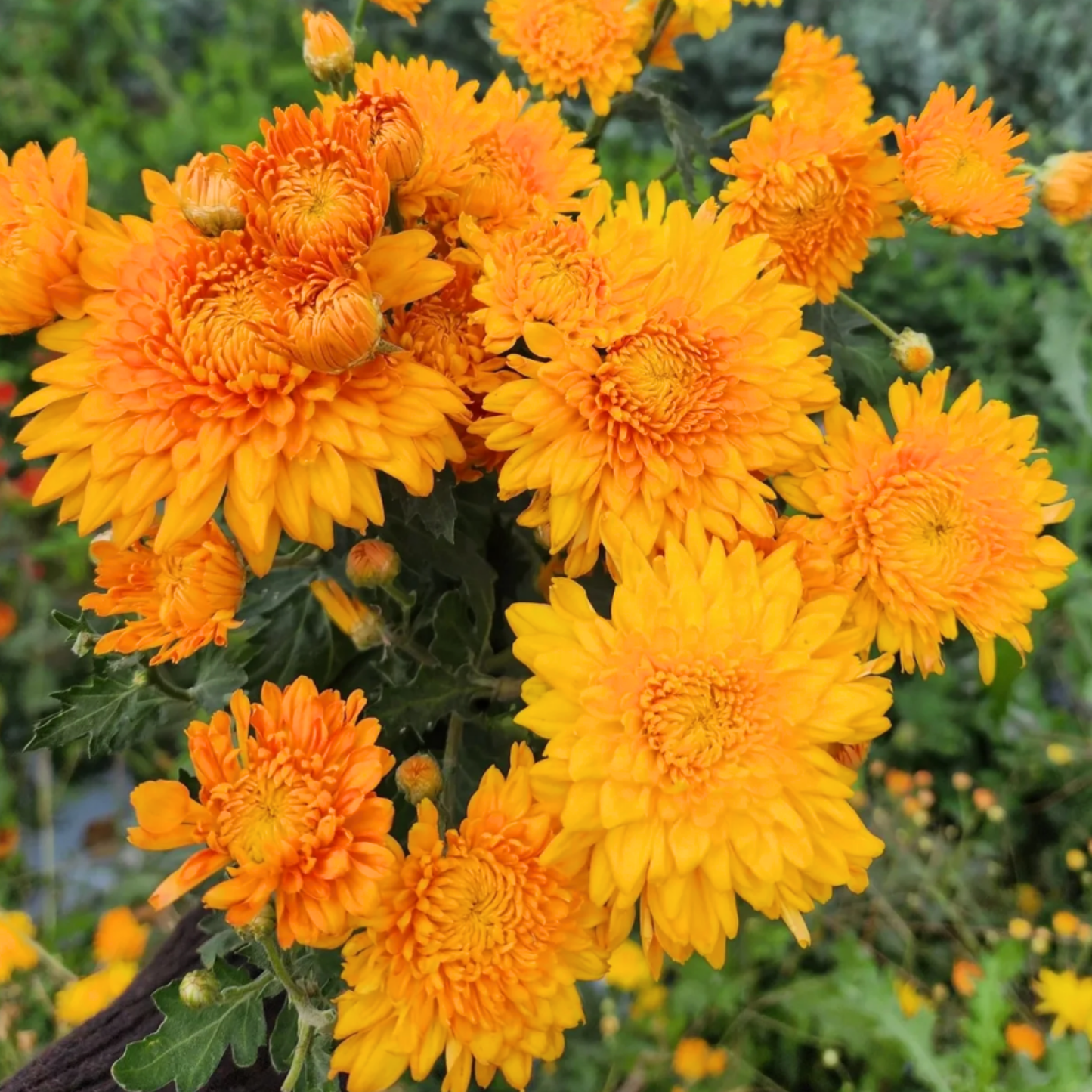Honeyglow Heirloom Chrysanthemum (Available 2028)