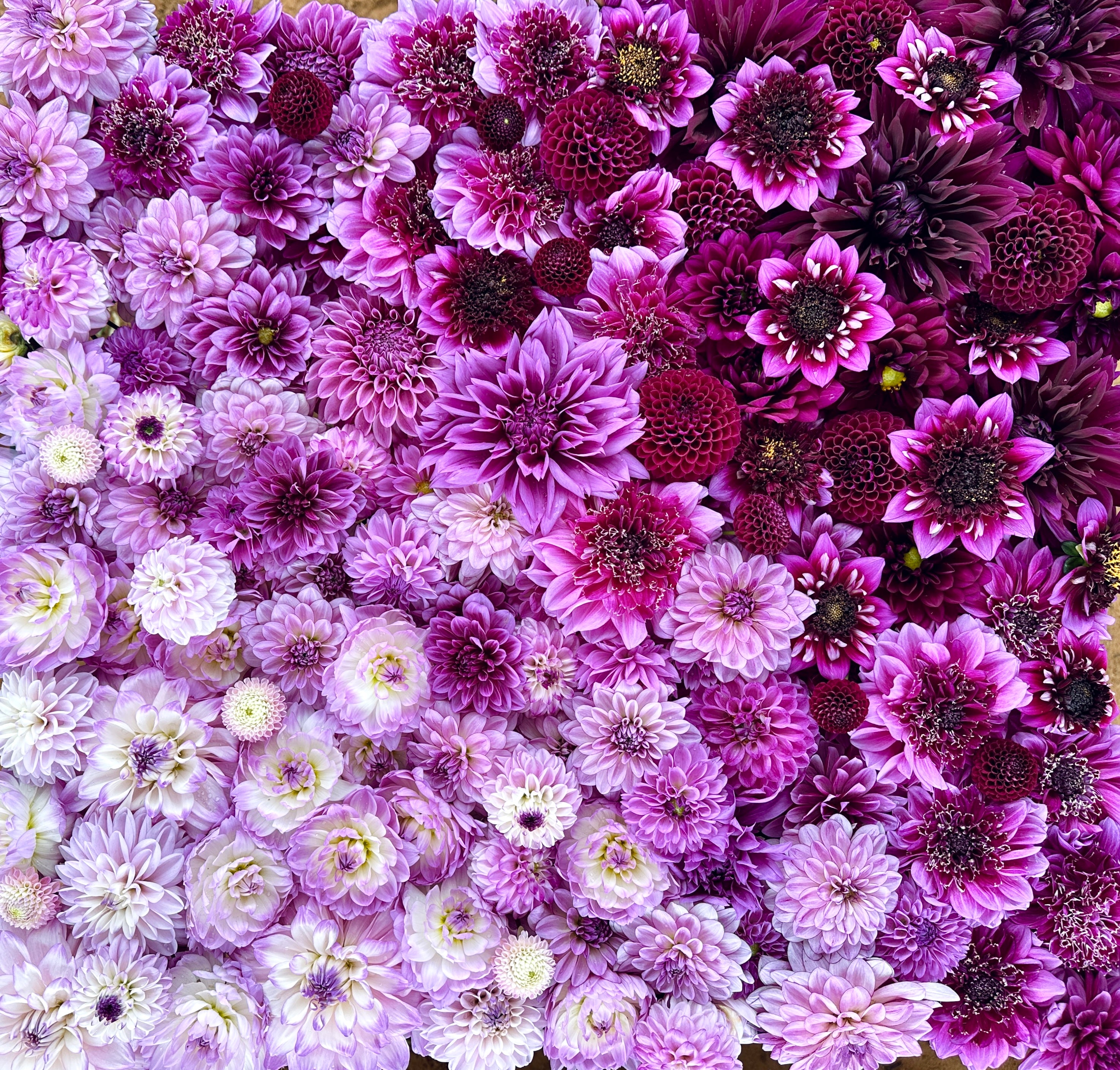 Looking For Dahlia Bulbs Love Dahlias Homegrown Tubers For Sale South looking-for-dahlia-bulbs-love-dahlias-homegrown-tubers-for-sale-south