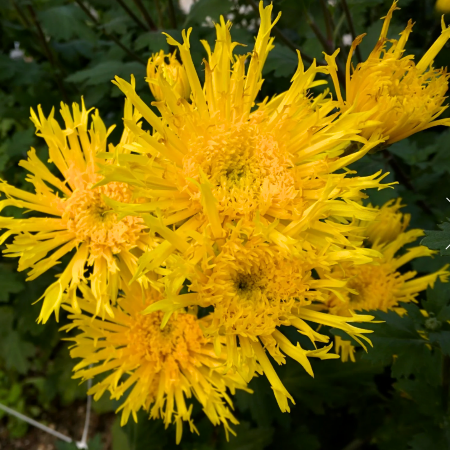 Jackstraw Heirloom Chrysanthemum (Available 2028)