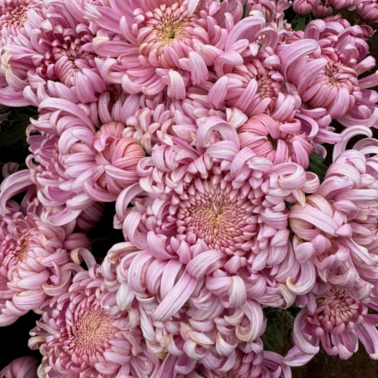 Jefferson Park Heirloom Chrysanthemum (Available 2028)