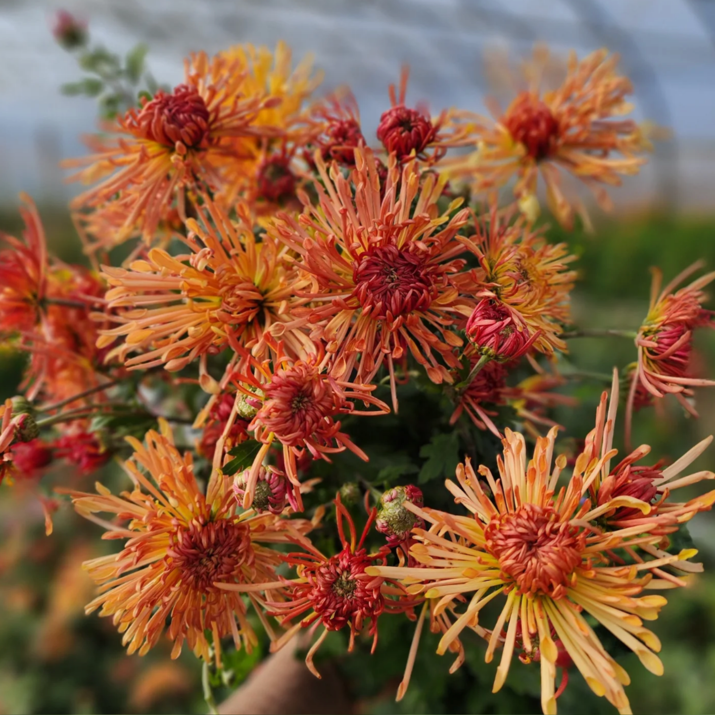 Judith Baker Heirloom Chrysanthemum (Available 2028)
