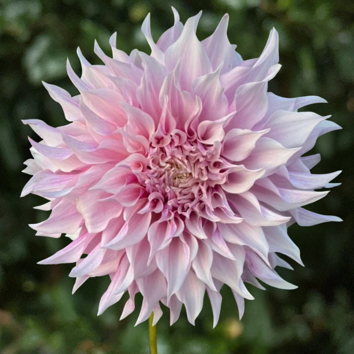 KA's Lavender Blush Dahlia Tuber | South Africa