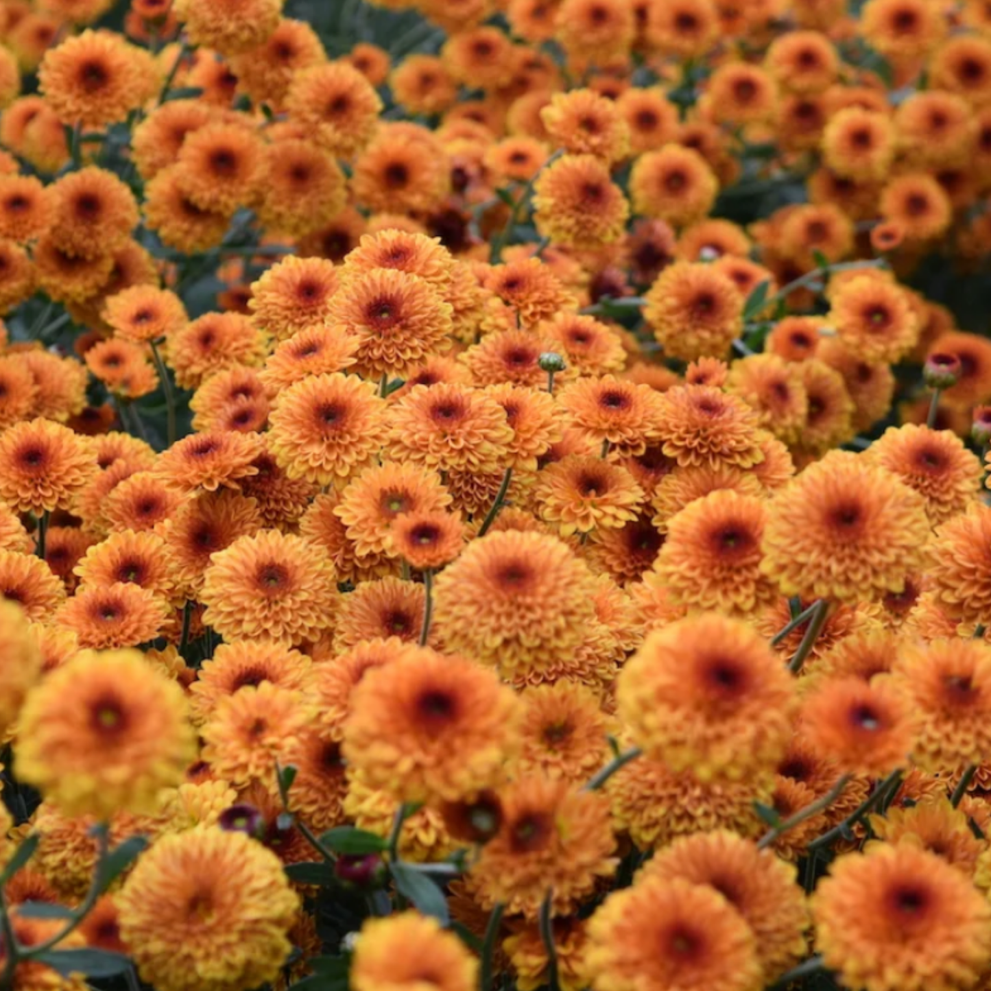 Kelvin Tattoo Heirloom Chrysanthemum (Available 2028)