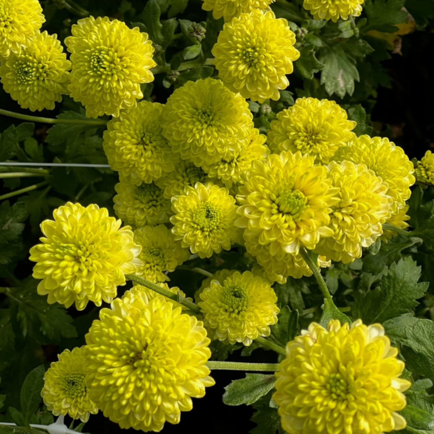 Kermit Heirloom Chrysanthemum (Available 2028)