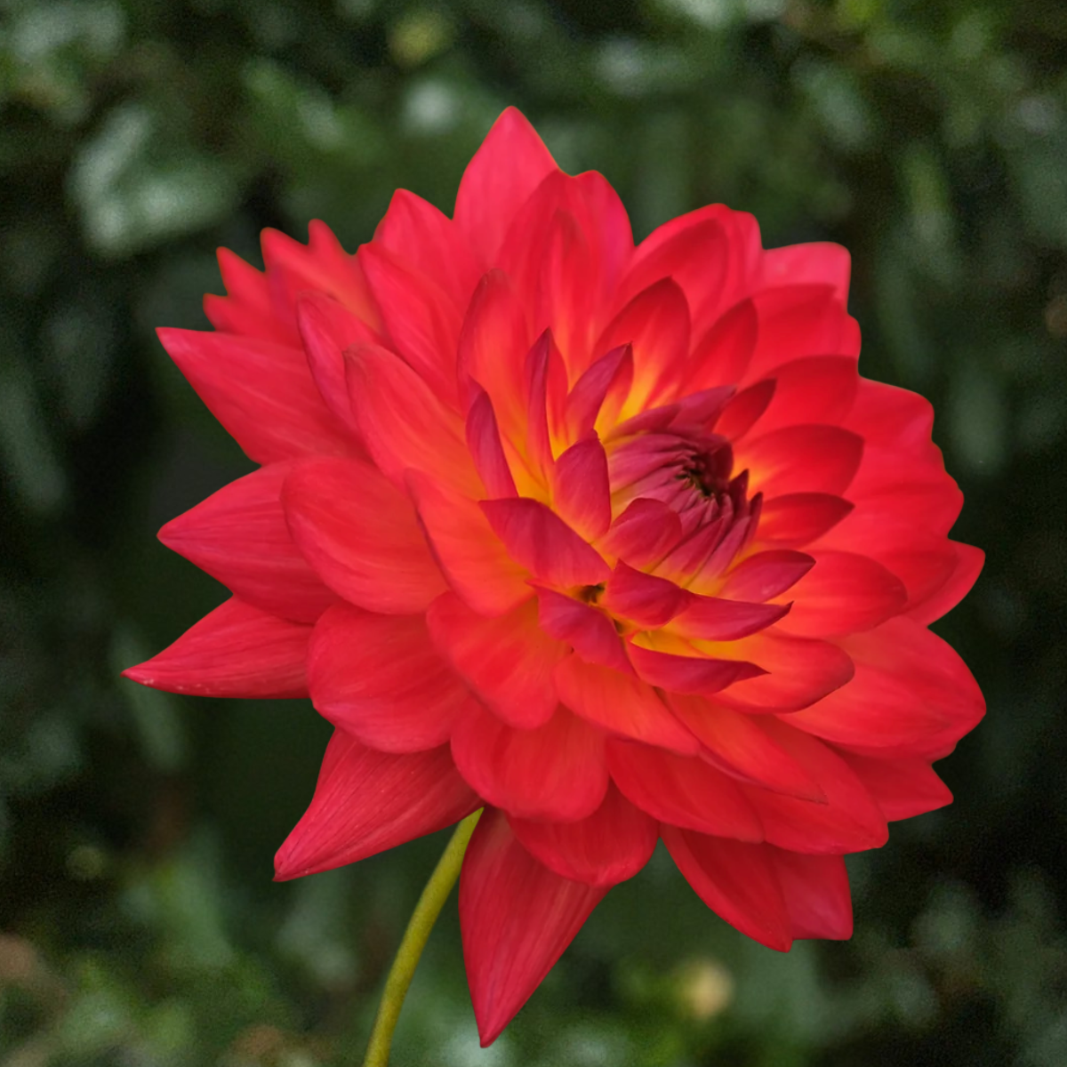 Kilburn Glow Dahlia Tuber | South Africa
