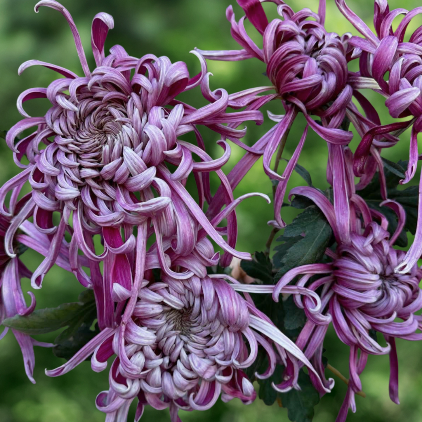 Kokka Bunmi Heirloom Chrysanthemum (Available 2028)