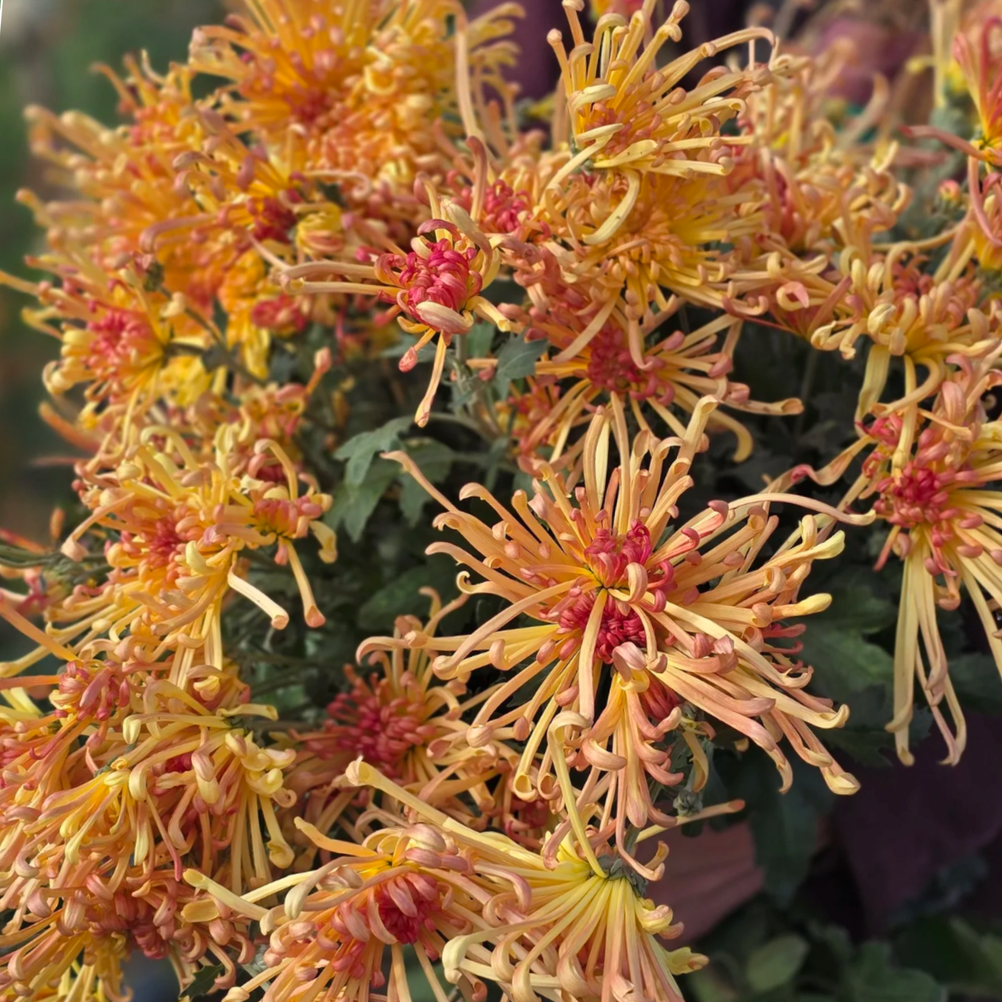Lava Heirloom Chrysanthemum (Available 2028)