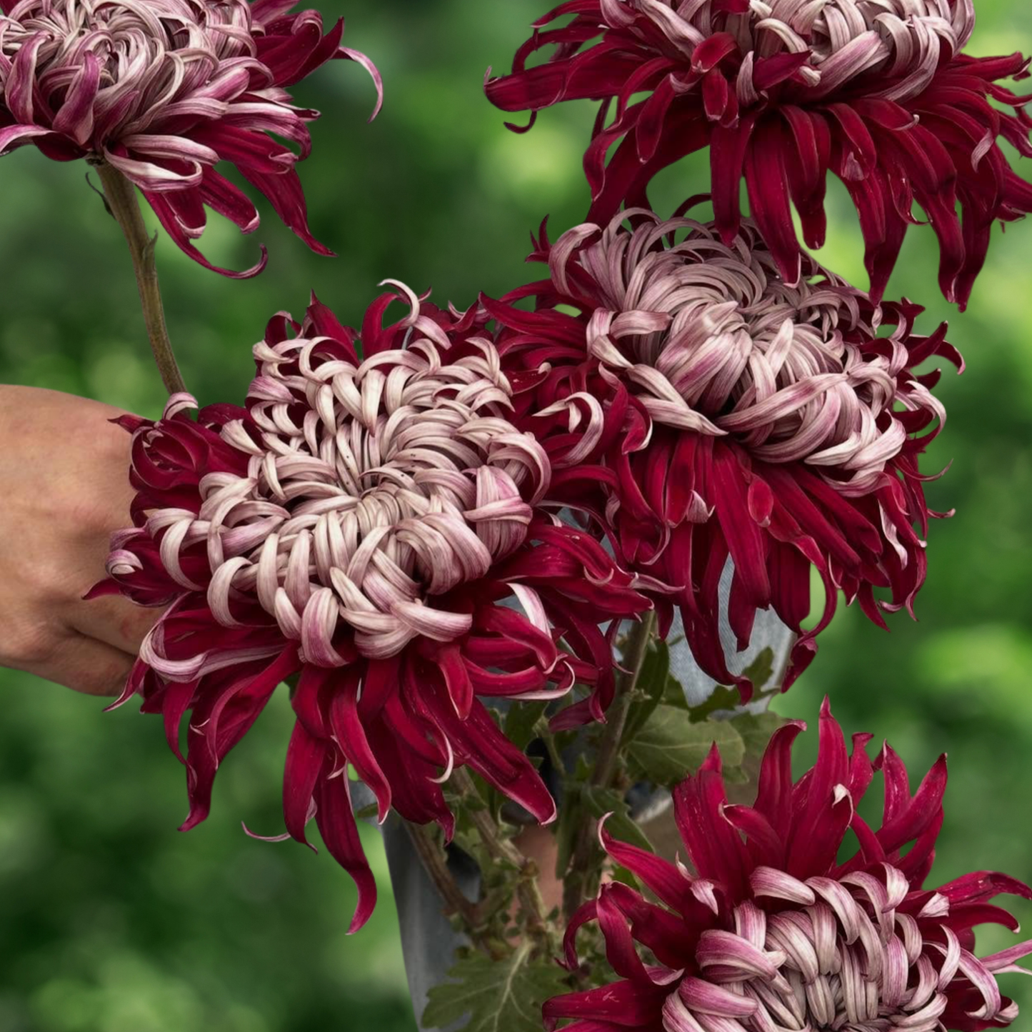 Lili Gallon Heirloom Chrysanthemum (Available 2028)