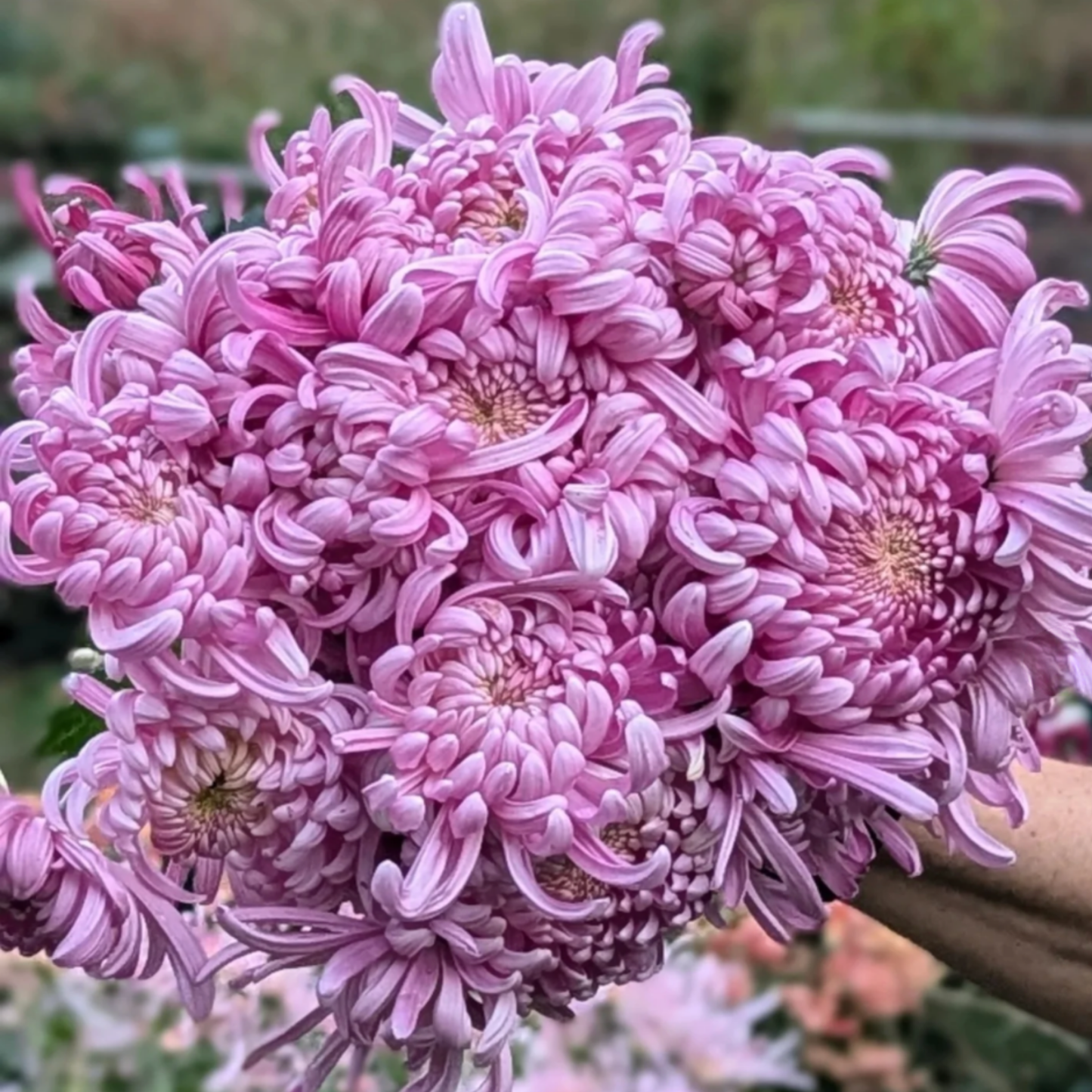 Luxor Heirloom Chrysanthemum (Available 2028)