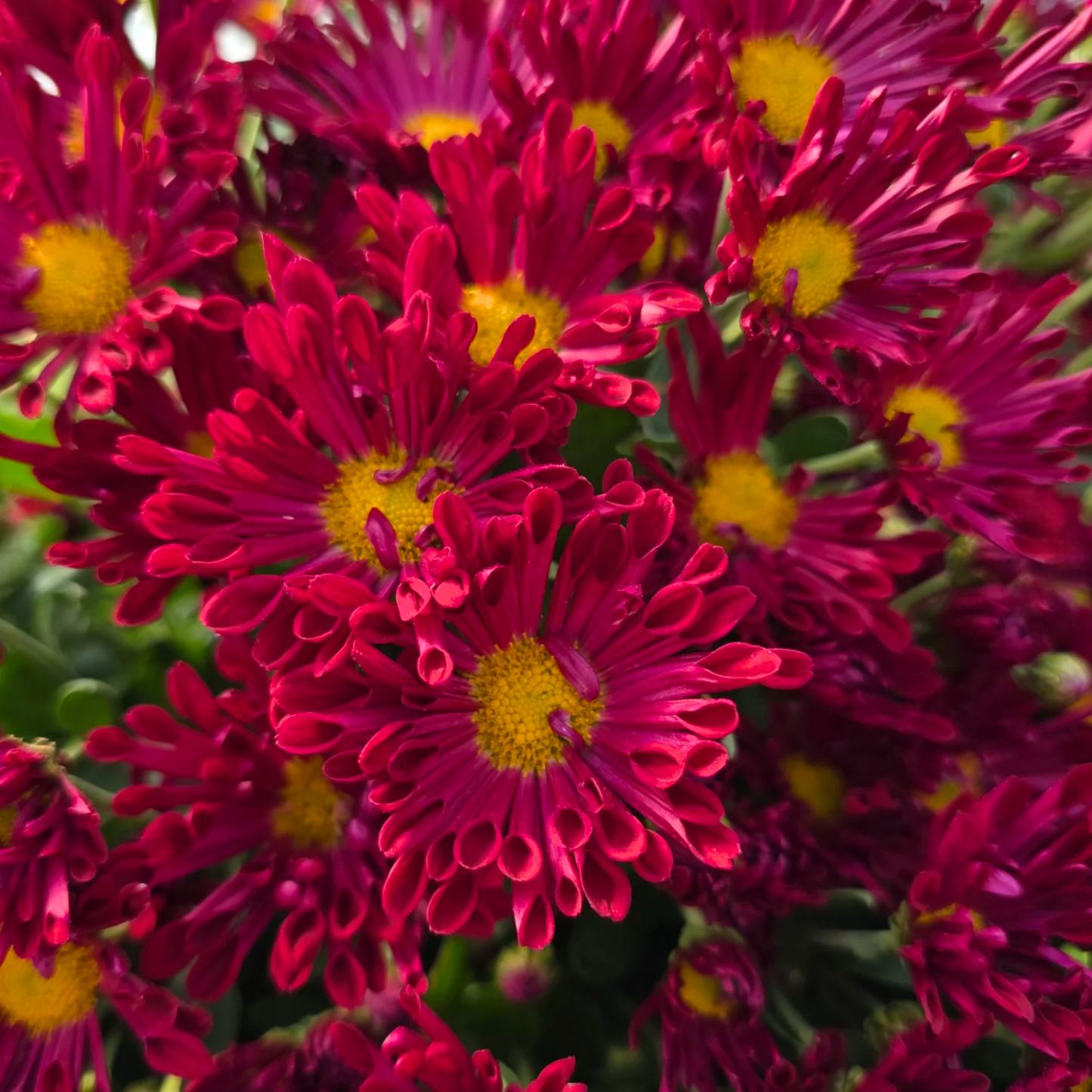Maryl Heirloom Chrysanthemum (Available 2028)