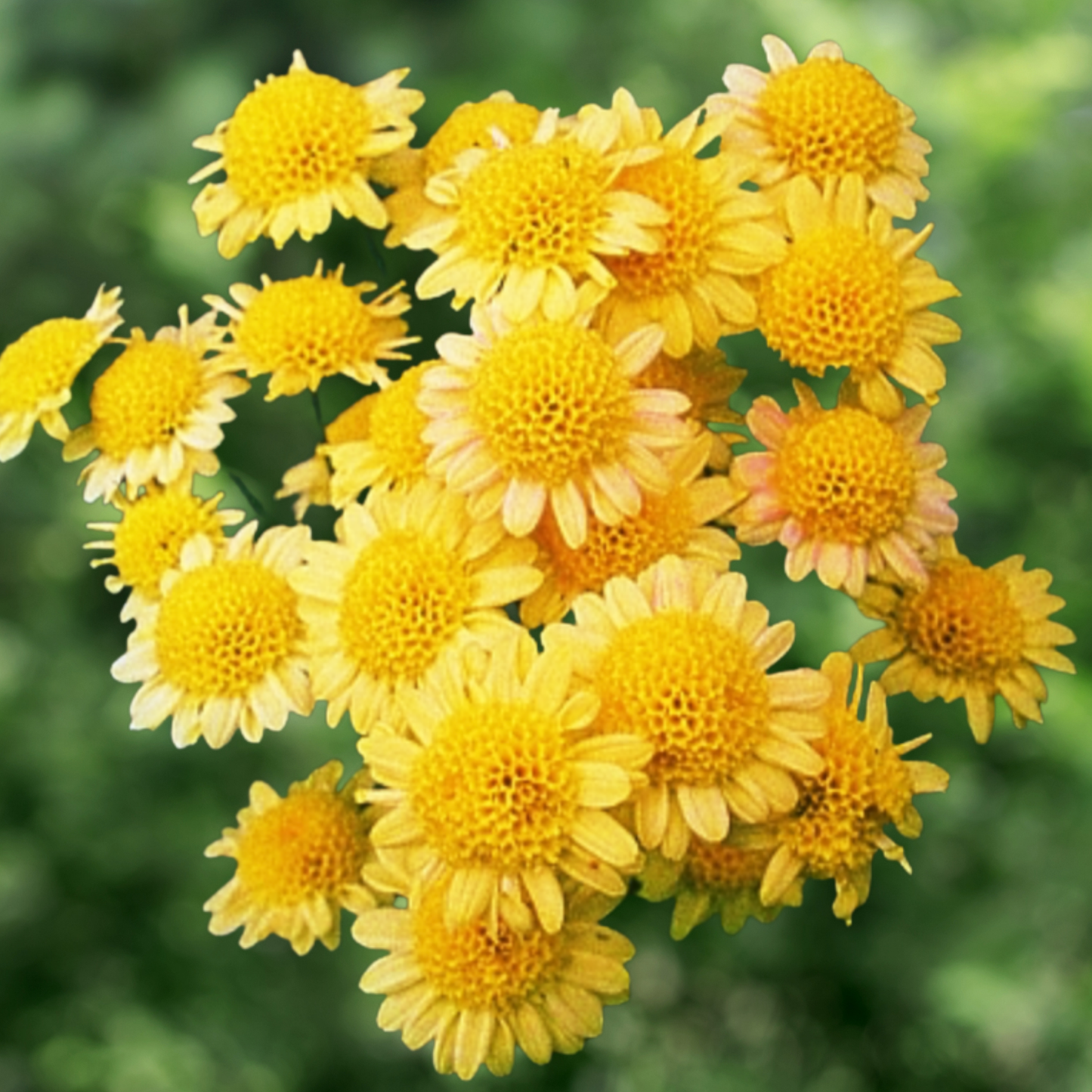 Megumi Heirloom Chrysanthemum (Available 2028)