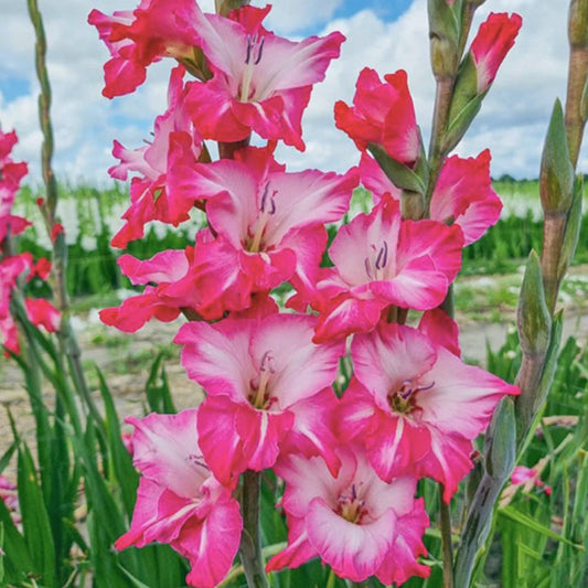 Gladiolus (Pack of 12) Sword Lily