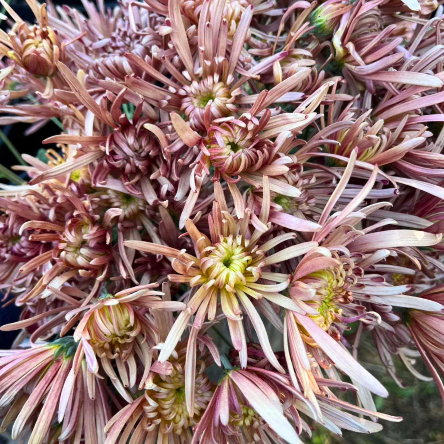 Mocha Heirloom Chrysanthemum (Available 2028)