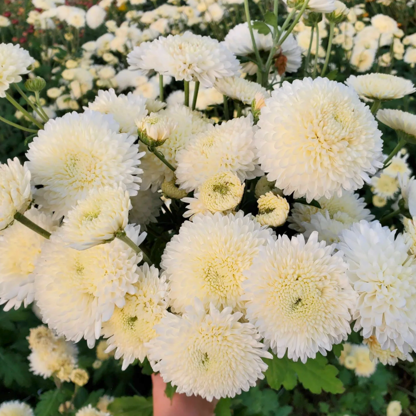 Moonbeam Heirloom Chrysanthemum (Available 2028)