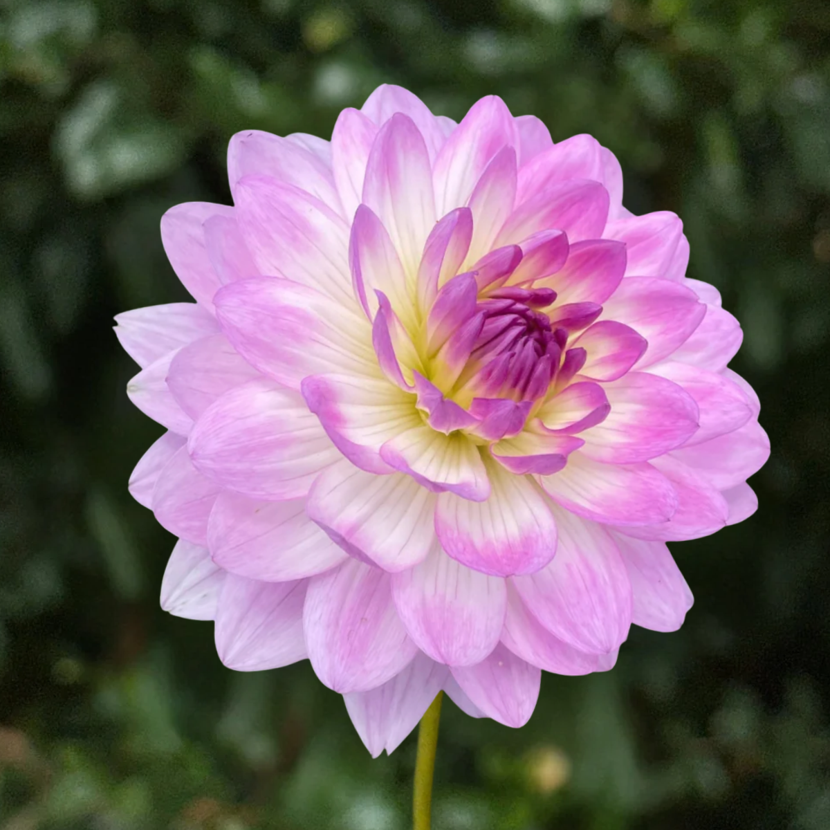 Nepos Dahlia Tuber | South Africa