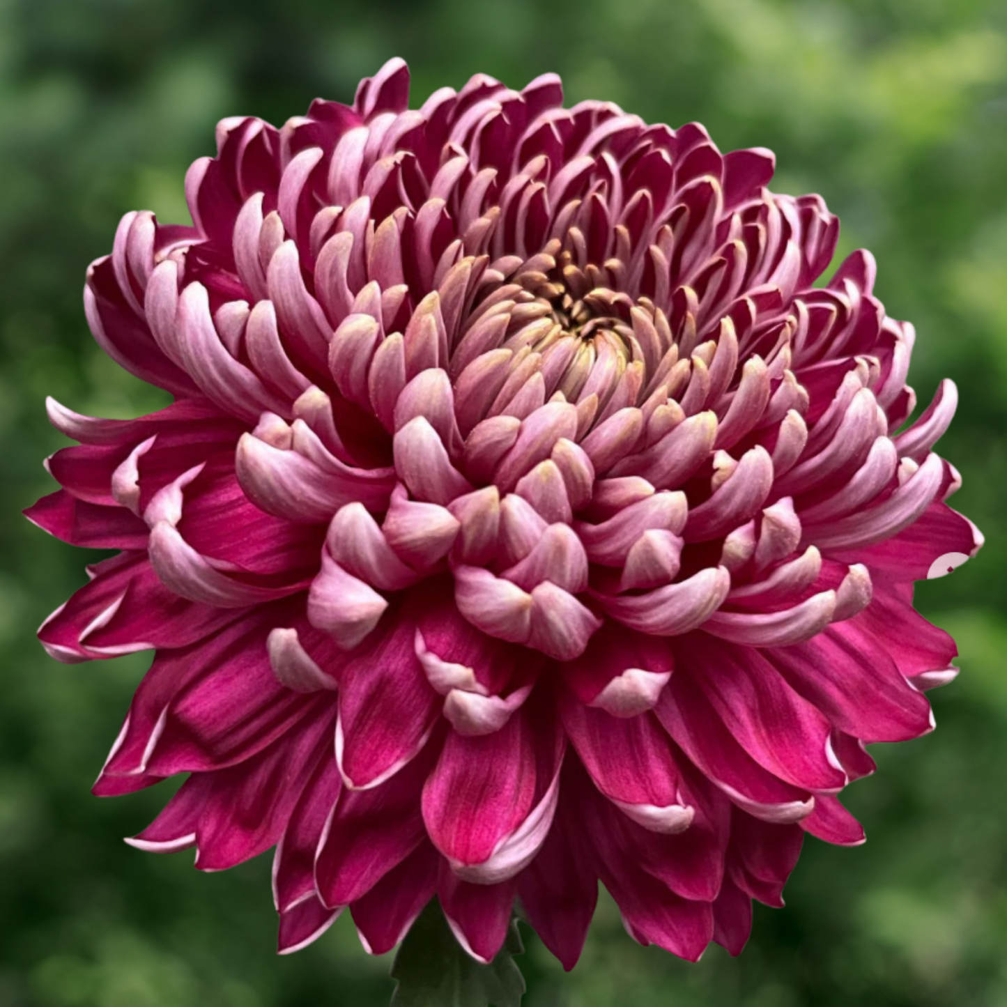 Norton Vic Heirloom Chrysanthemum (Available 2028)
