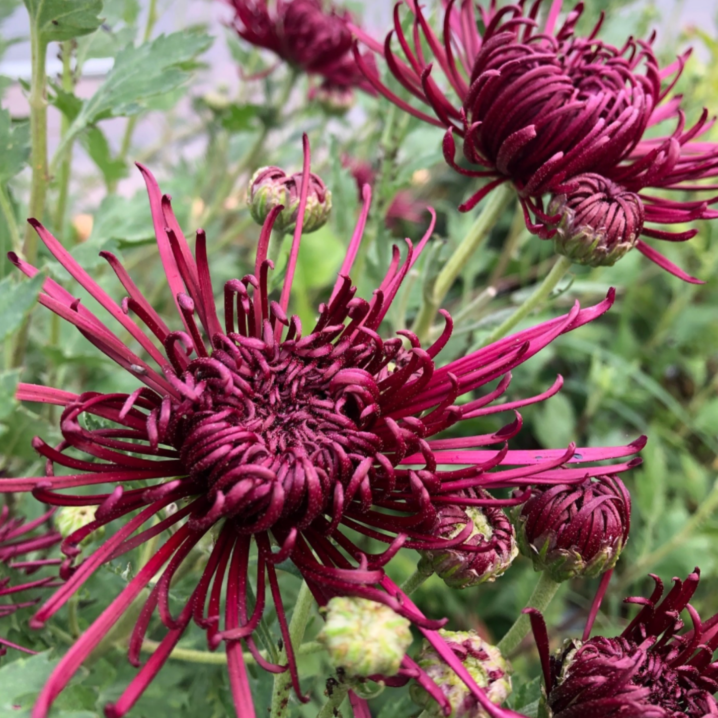 Oriental Knight Heirloom Chrysanthemum (Available 2028)