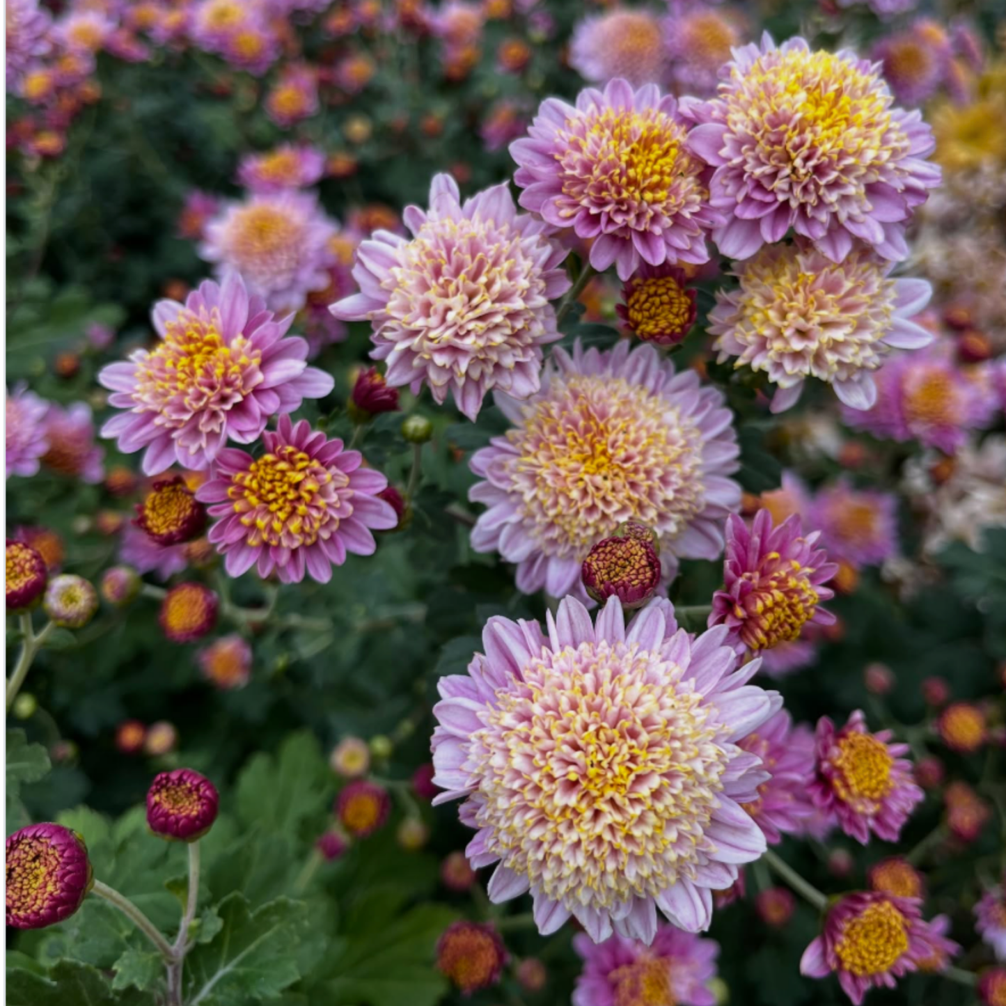 Peter Magnus Heirloom Chrysanthemum (Available 2028)