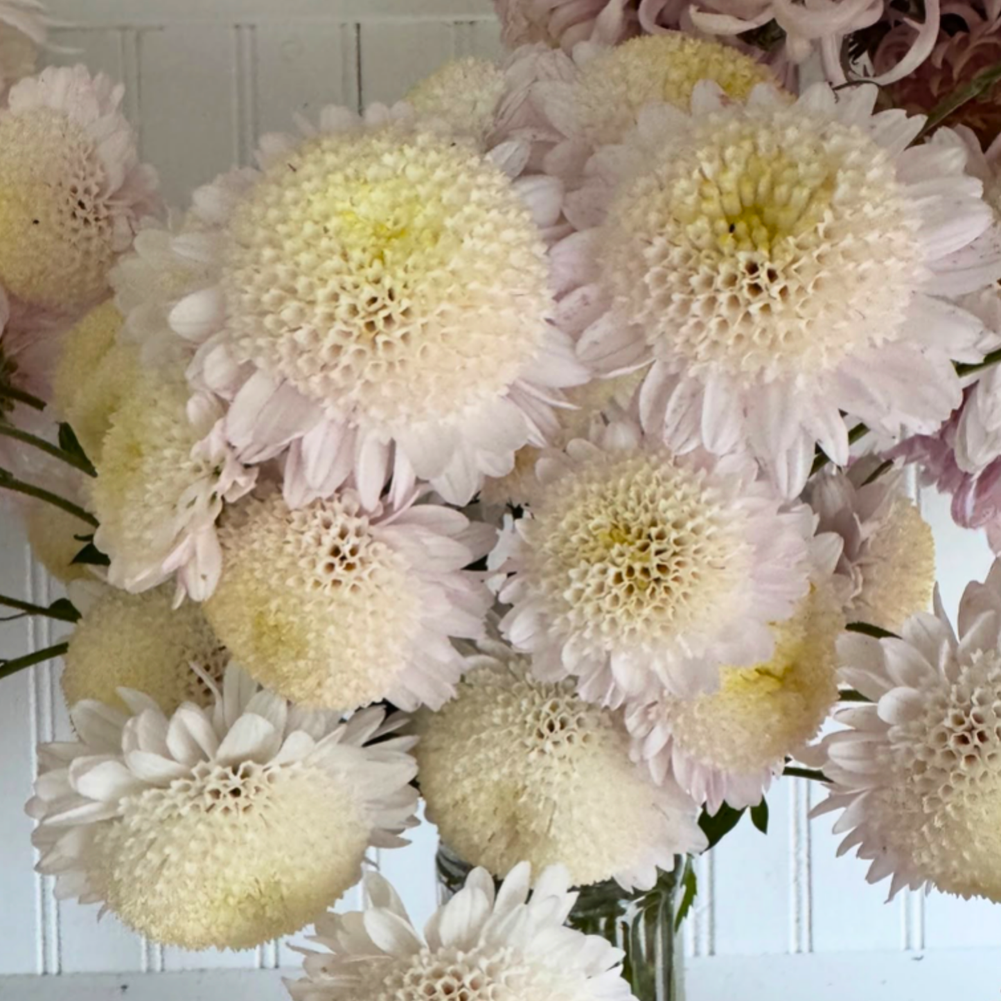 Polar Anderton Heirloom Chrysanthemum (Available 2028)