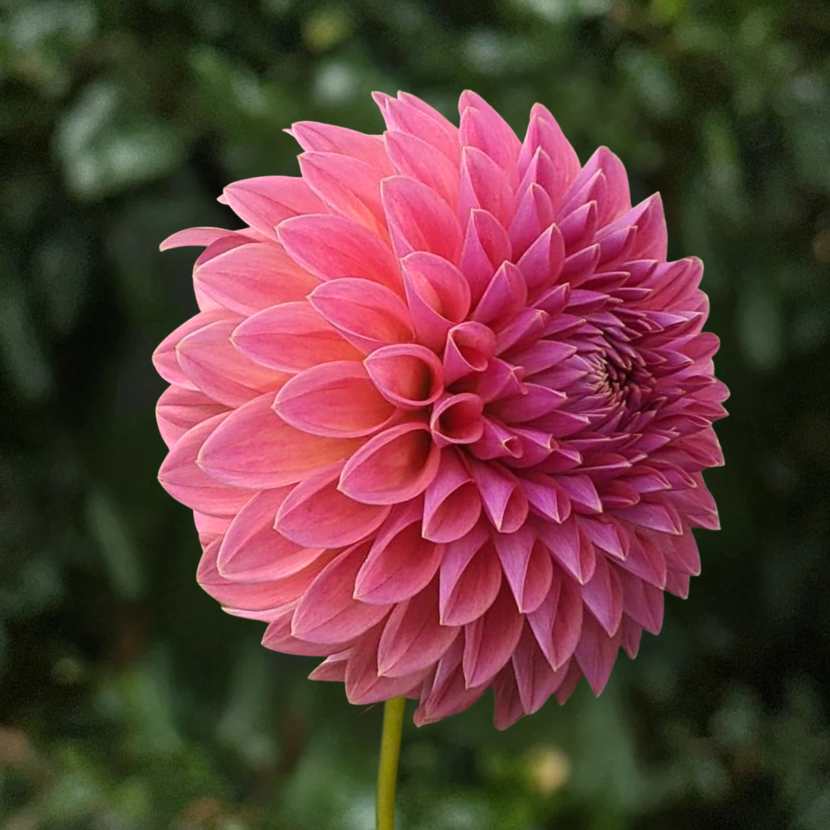 Polventon Kristobel Dahlia Tuber | South Africa