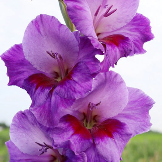 Gladiolus (Pack of 12) Sword Lily