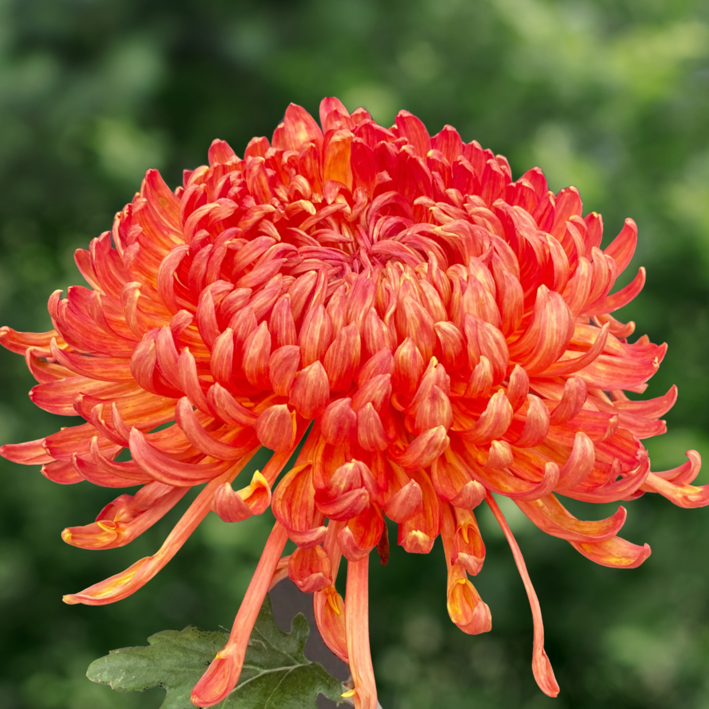 Ring of Fire Heirloom Chrysanthemum (Available 2028)