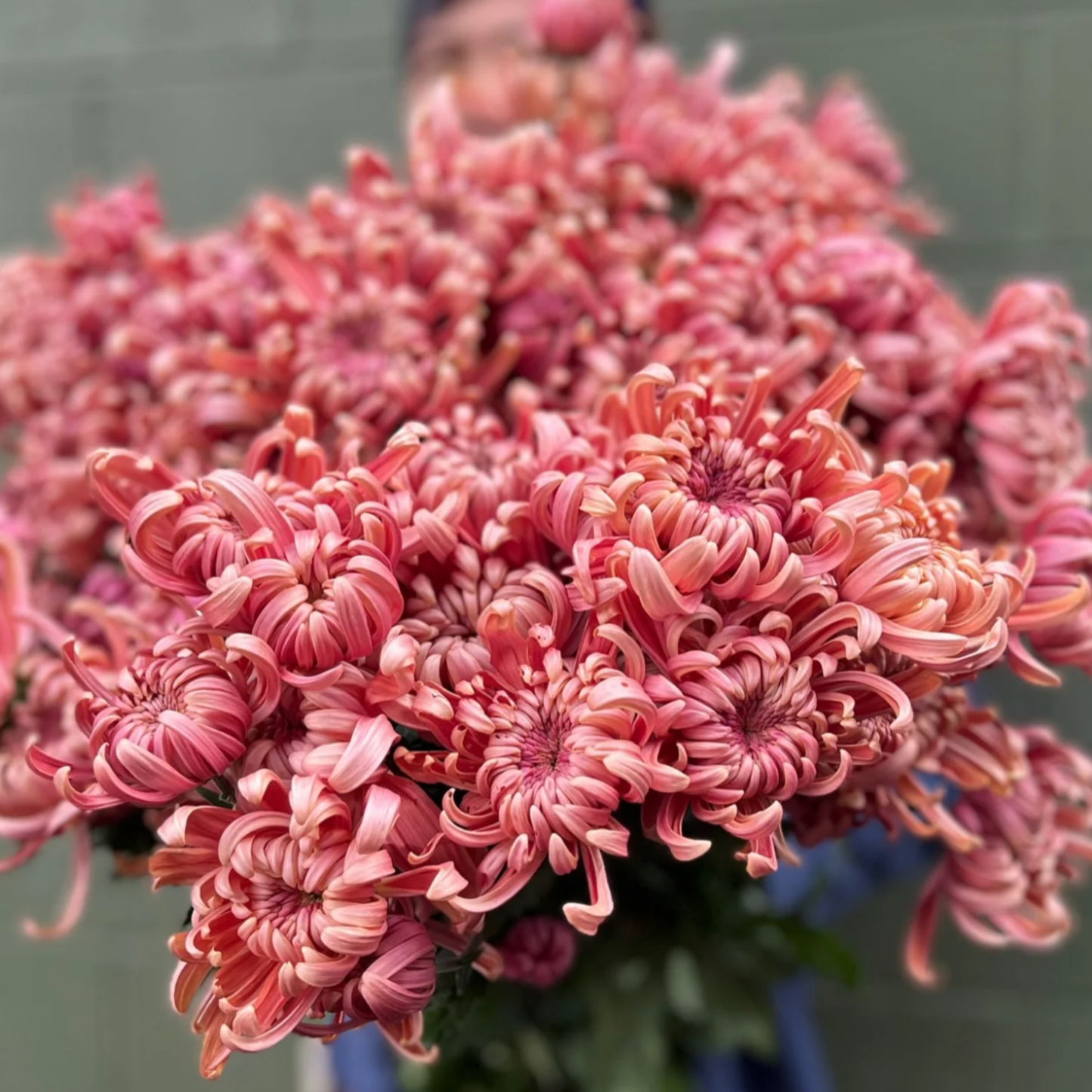River City Heirloom Chrysanthemum (Available 2028)
