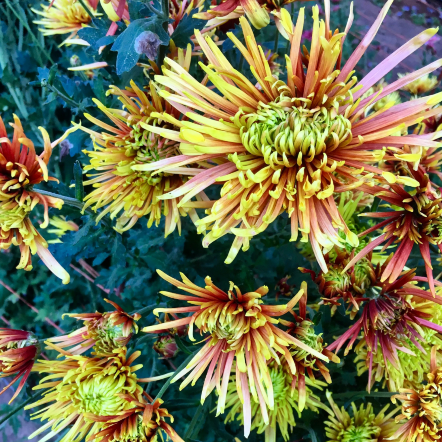 Saffina Heirloom Chrysanthemum (Available 2028)