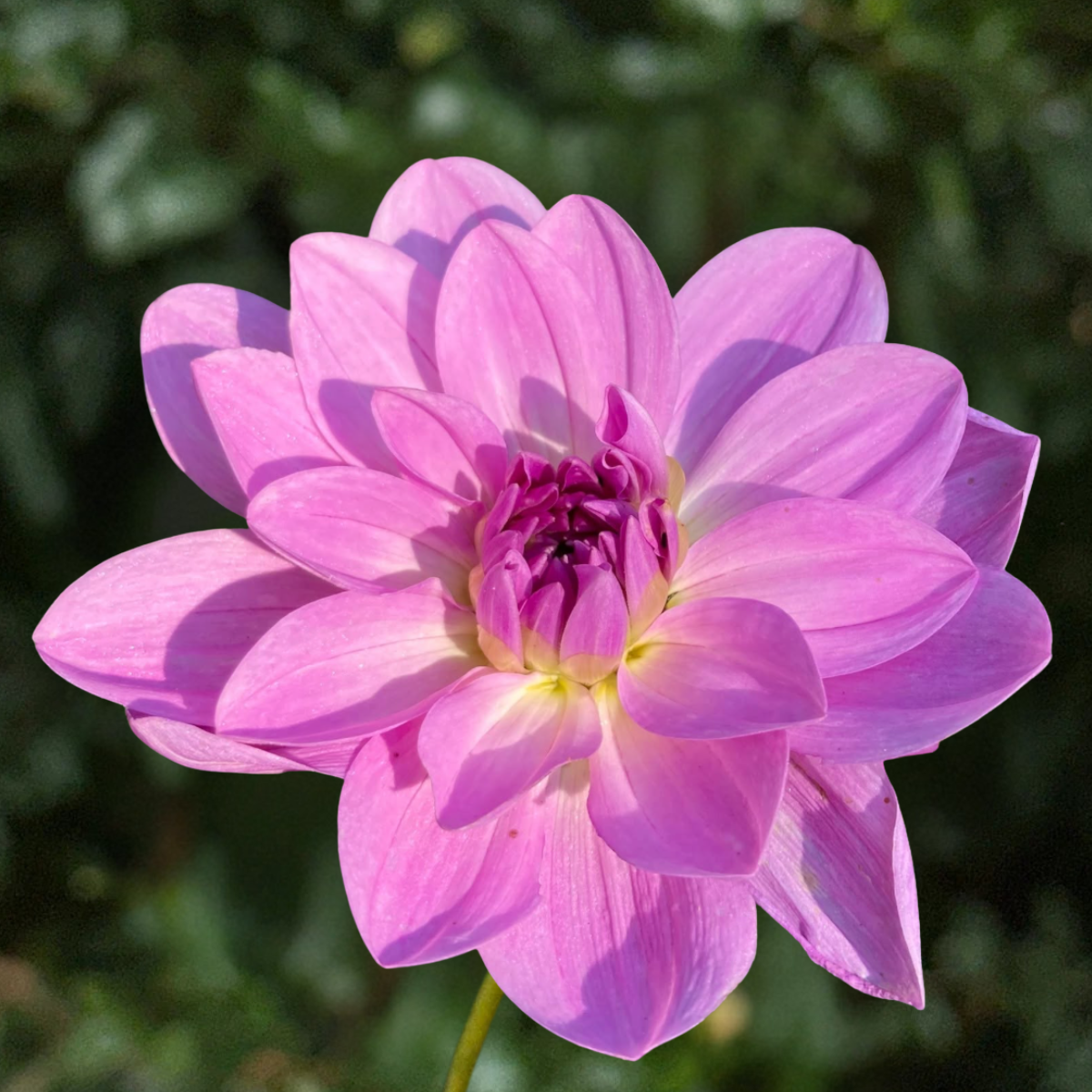Sandia Shomei Dahlia Tuber | South Africa