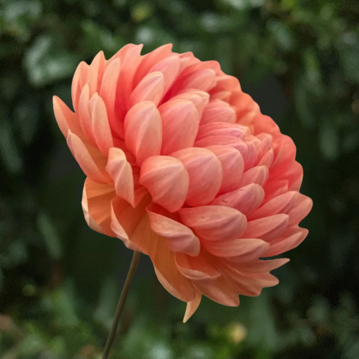 Sandia Susan Dahlia Tuber | South Africa