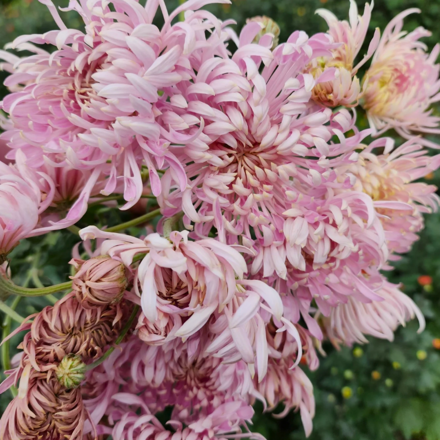 Satin Ribbon Heirloom Chrysanthemum (Available 2028)