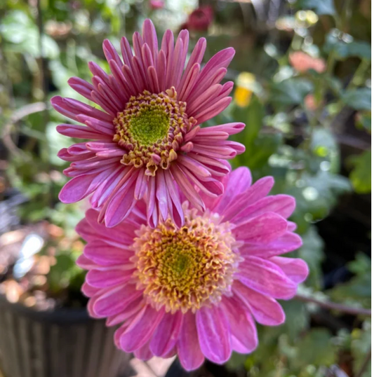 Lynn Anderton Heirloom Chrysanthemum (Available 2028)