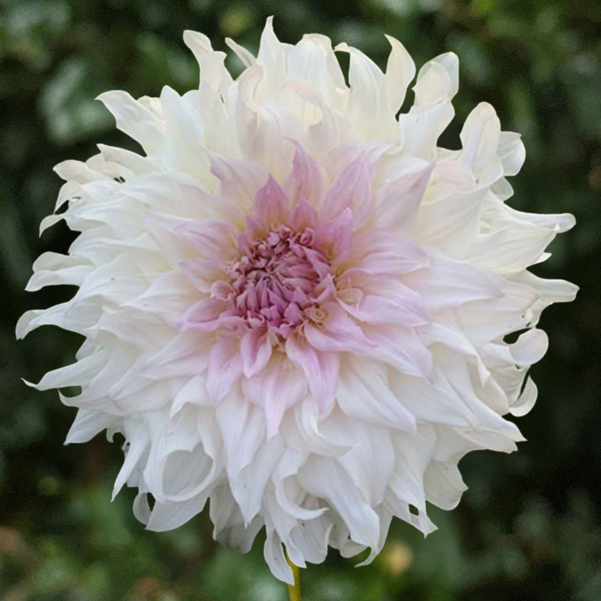 Shiloh Noelle Dahlia Tuber | South Africa