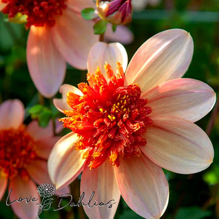 Love Dahlias Dahlia Tubers Bulbs South Africa Totally Tangerine