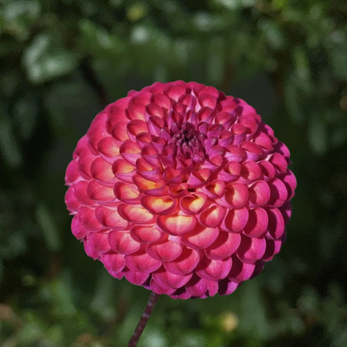 Vino Dahlia Tuber | South Africa