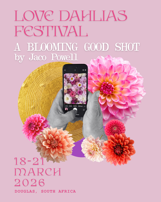 A Blooming Good Shot – Learn Cellphone Photography with Jaco Powell - Love Dahlias - south - africa - flower - bulbs