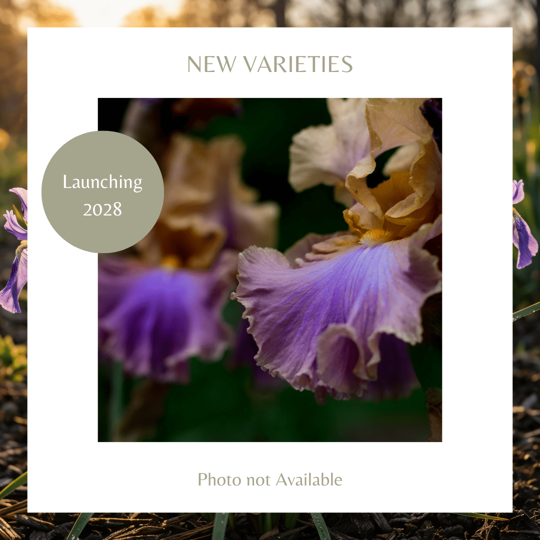 Accessible Bearded Iris (Coming in 2028) - Love Dahlias - south - africa - flower - bulbs