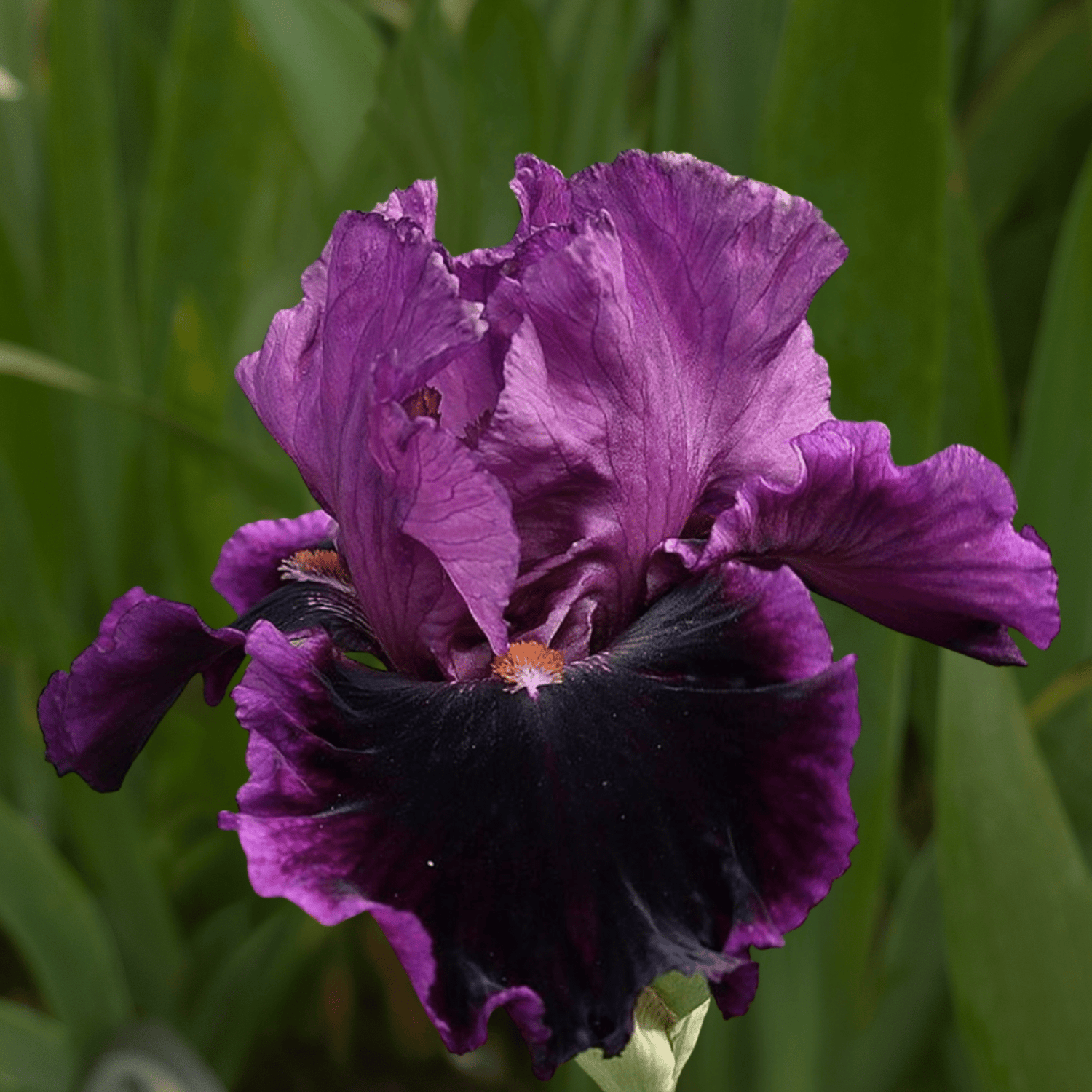 Accessible Bearded Iris (Coming in 2028) - Love Dahlias-south-africa-flower-bulbs